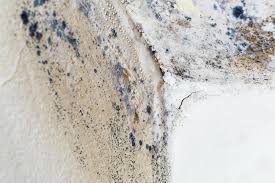 Why You Should Choose Our Mold Remediation Services in Norwood, NJ